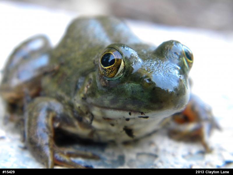 American Bullfrog
