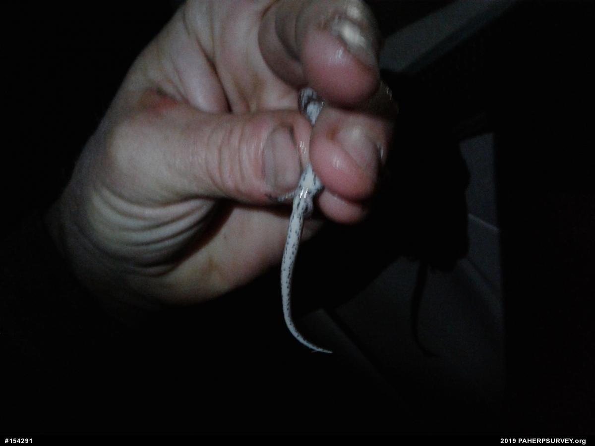 Four-toed Salamander