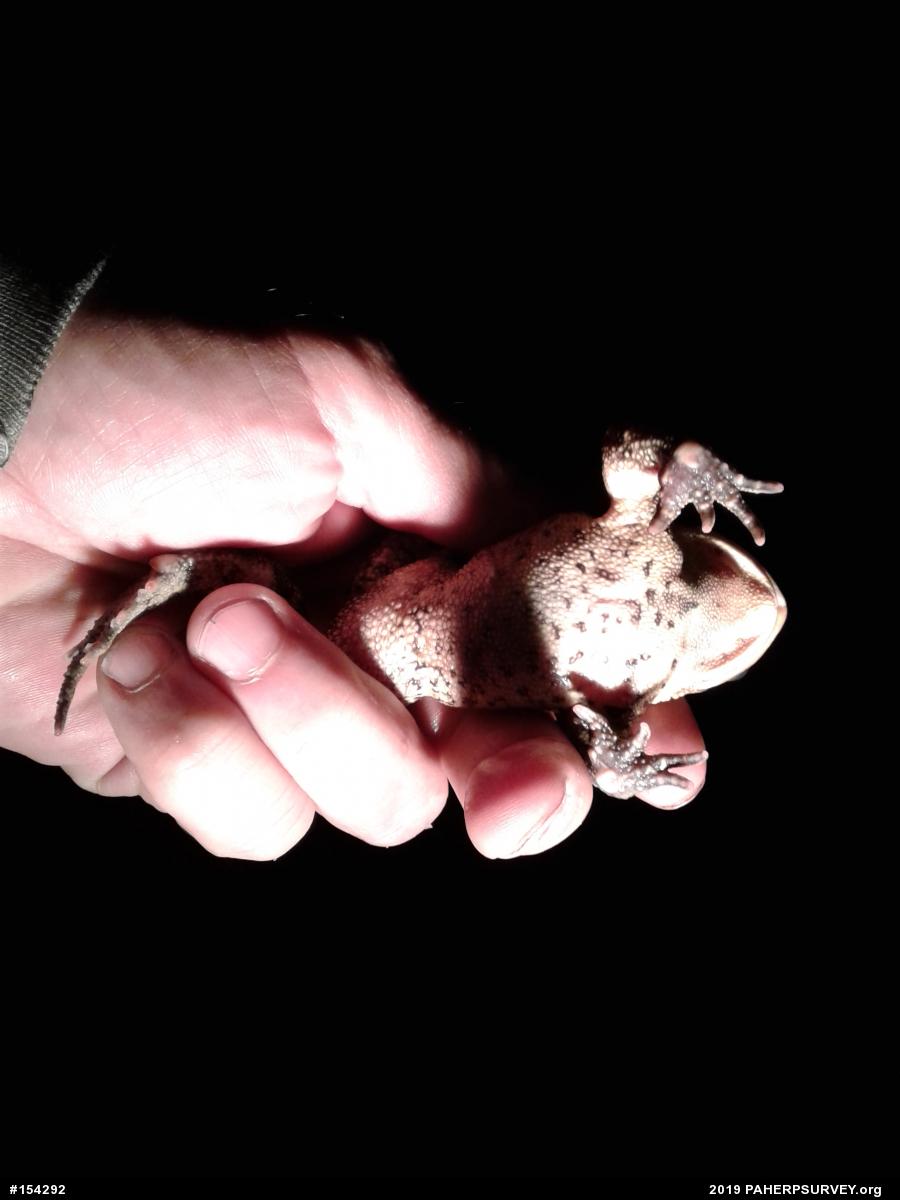 Eastern American Toad