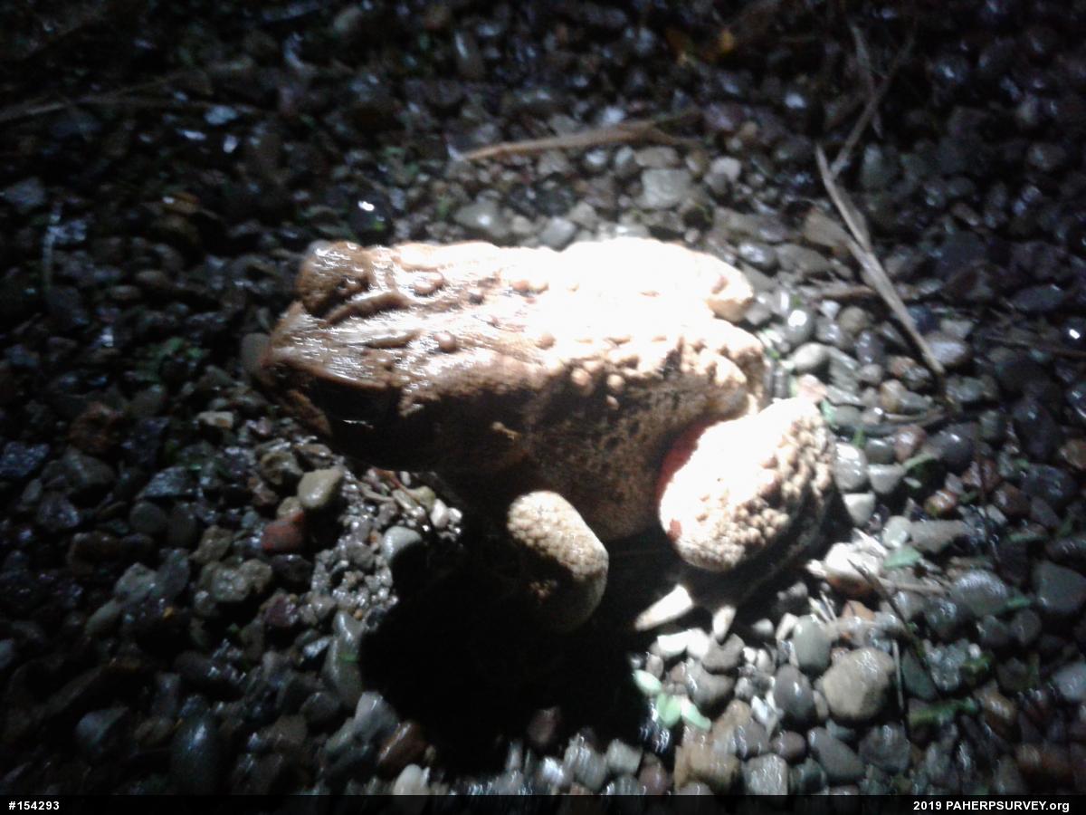 Eastern American Toad