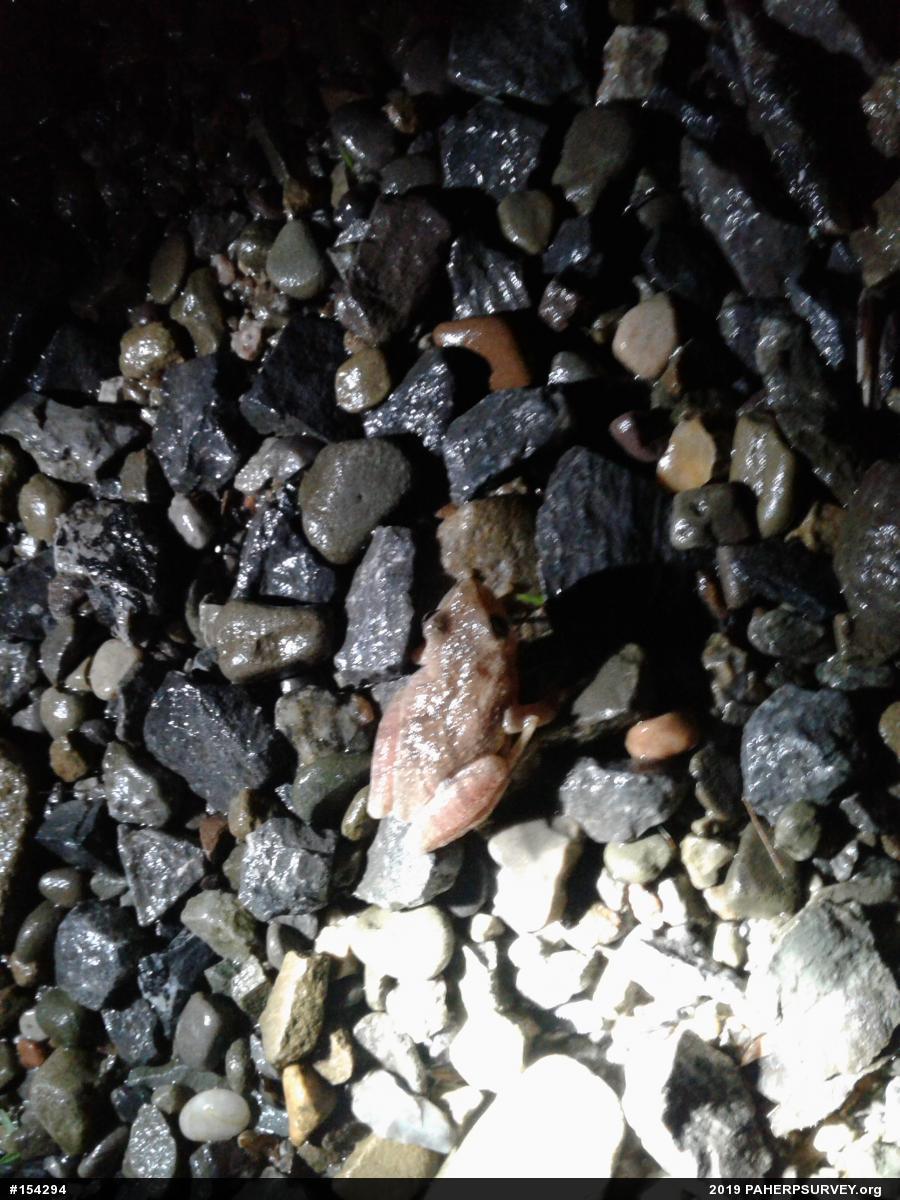 Spring Peeper