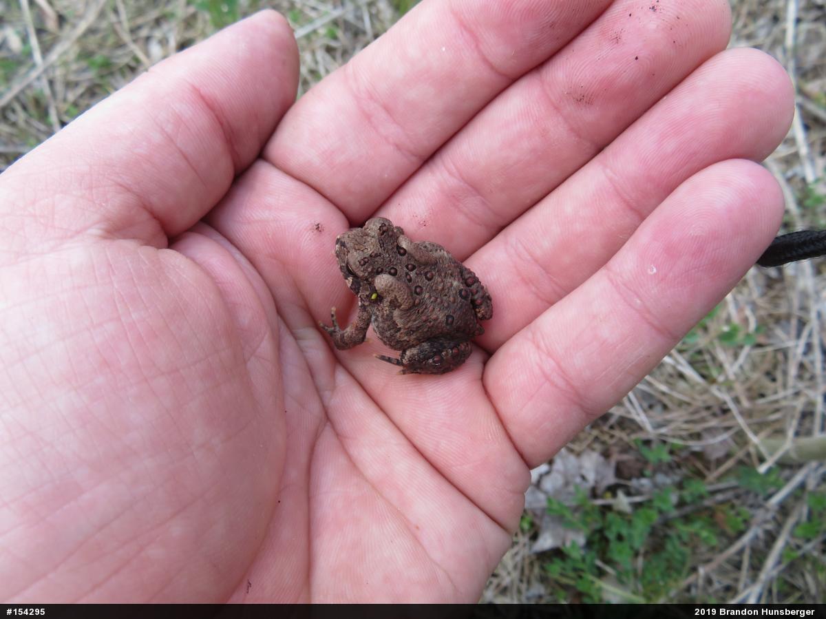 Eastern American Toad