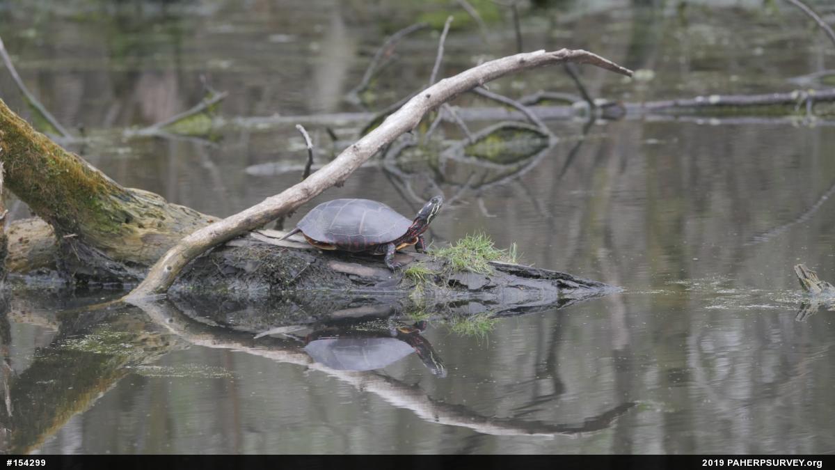 Painted Turtle