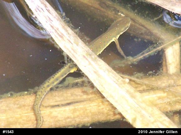Red-spotted Newt