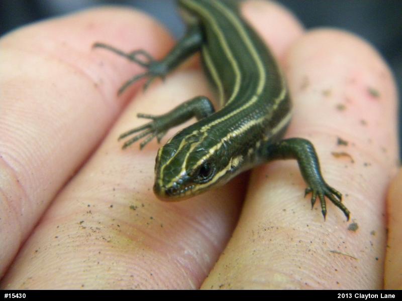 Common Five-lined Skink