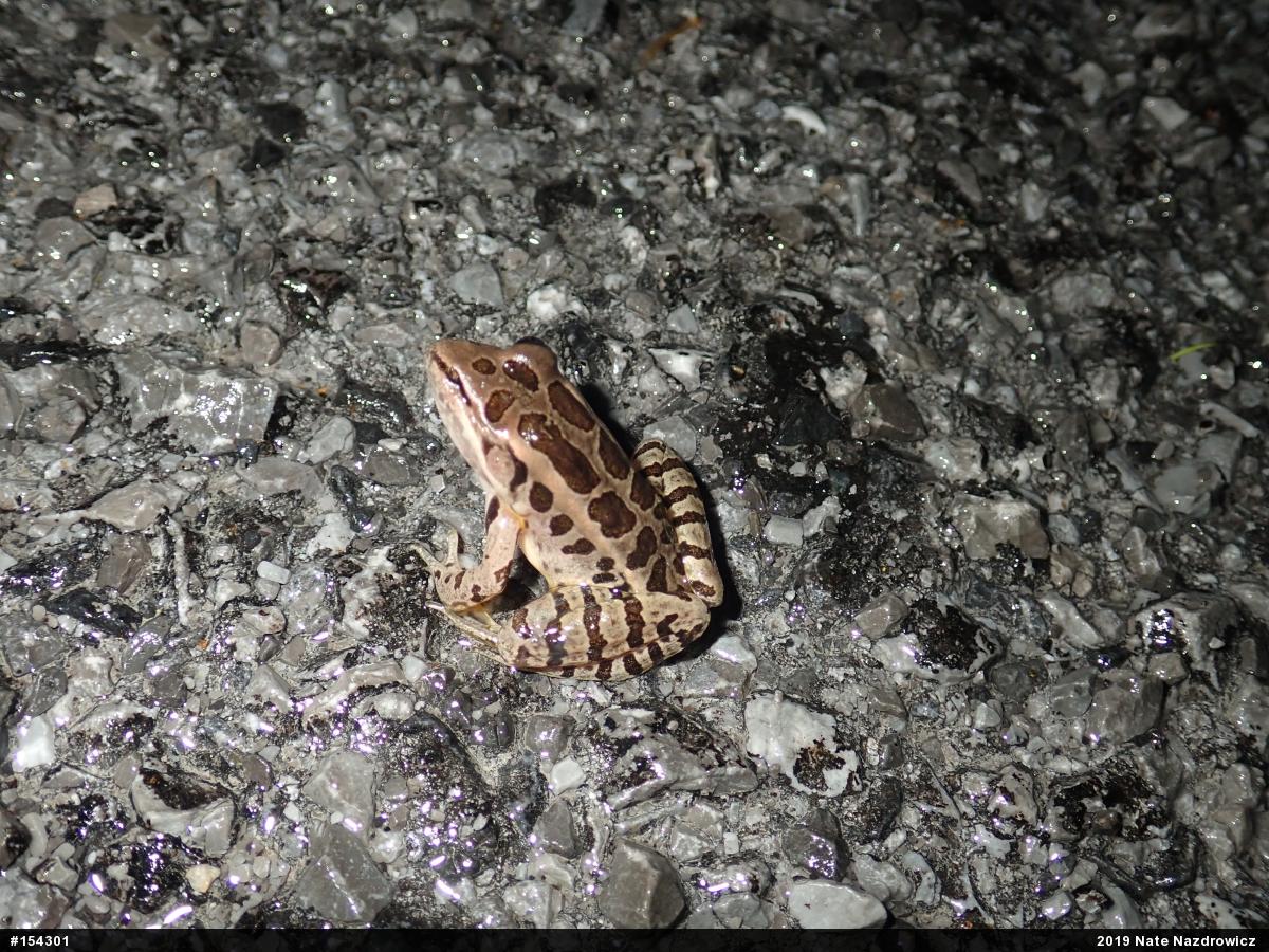 Pickerel Frog