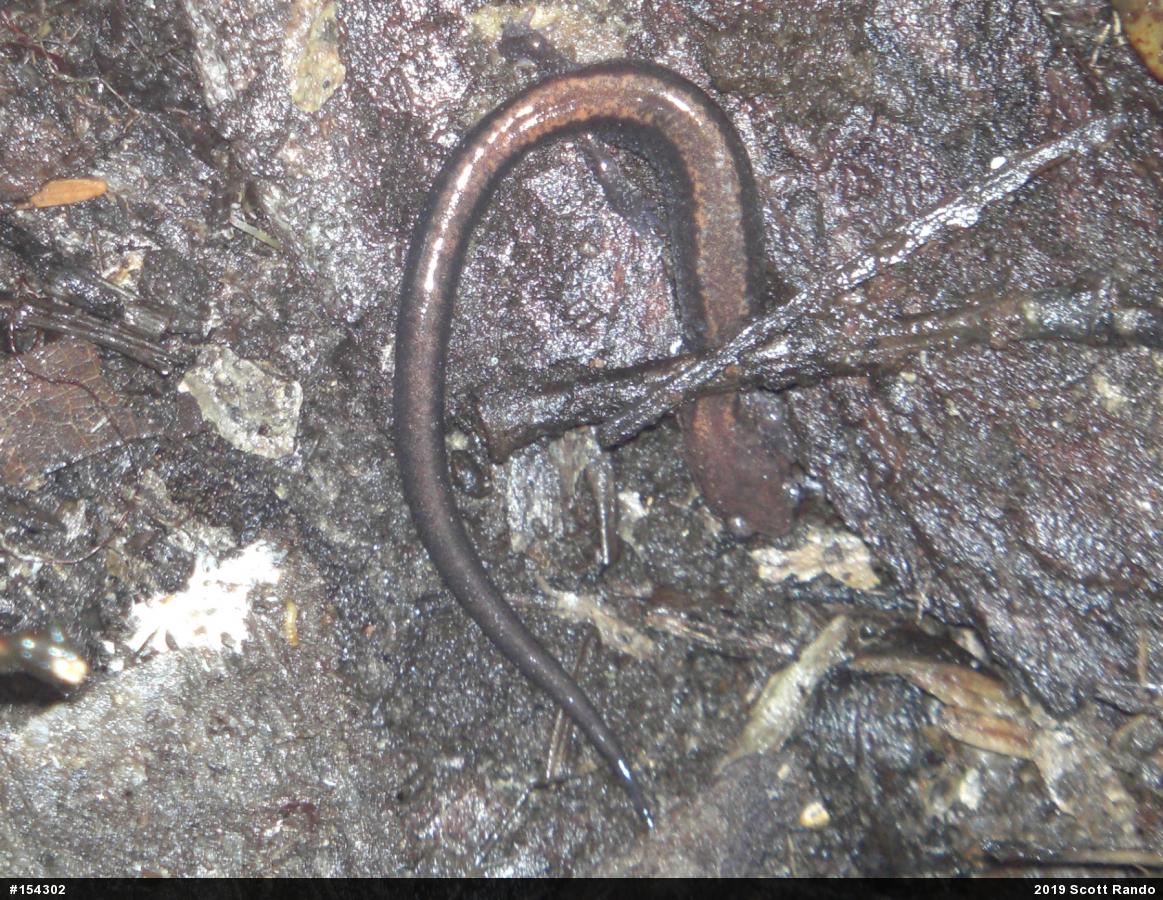 Eastern Red-backed  Salamander