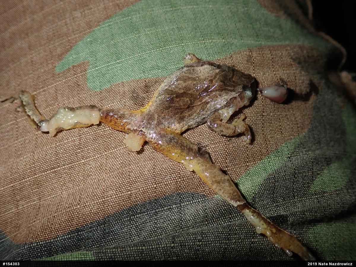 Spring Peeper