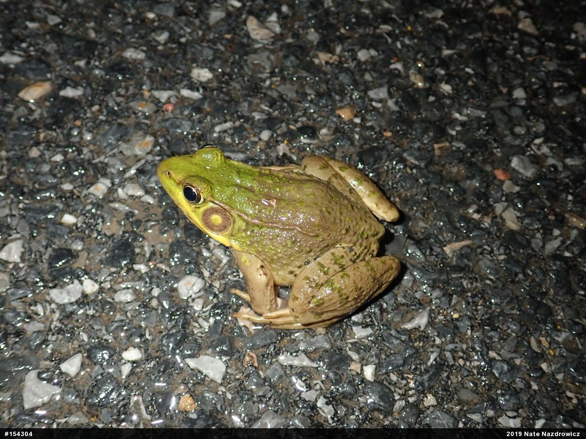 Green Frog