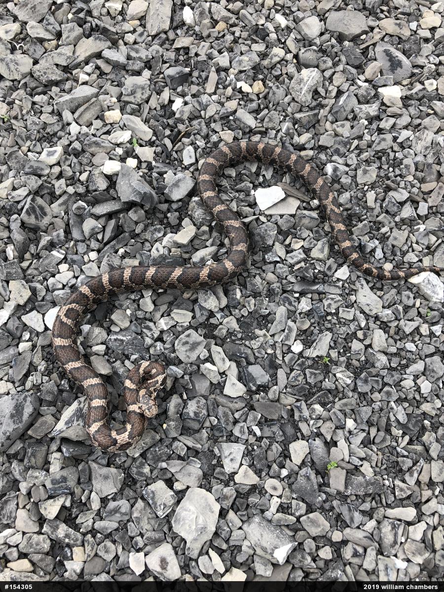 Eastern Milksnake
