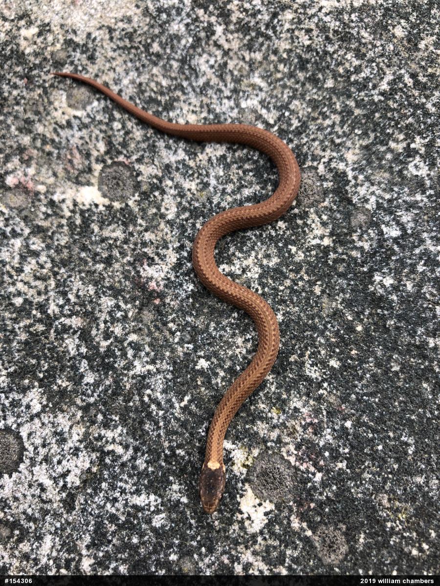 Red-bellied Snake