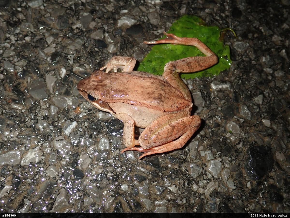 Wood Frog