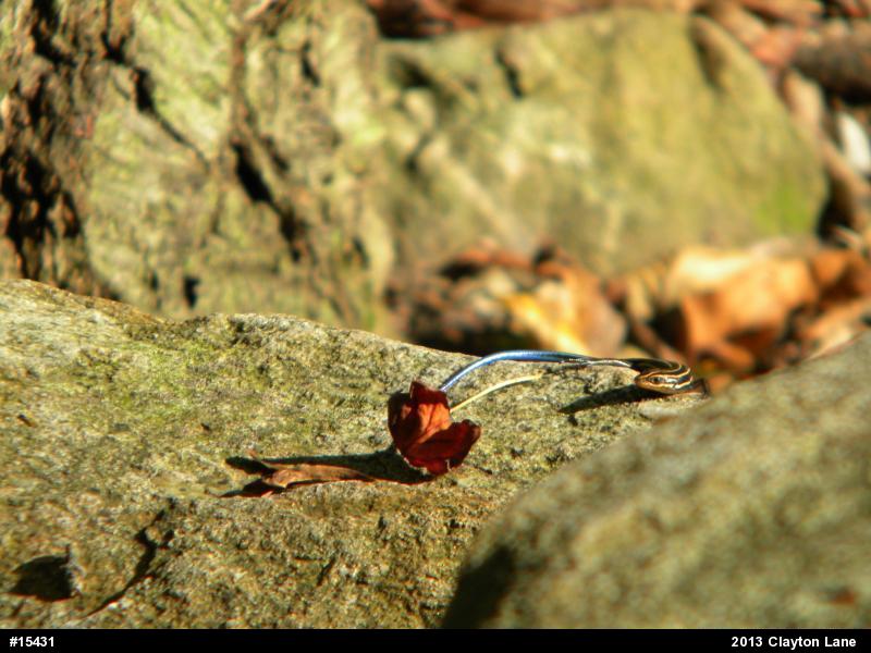 Common Five-lined Skink