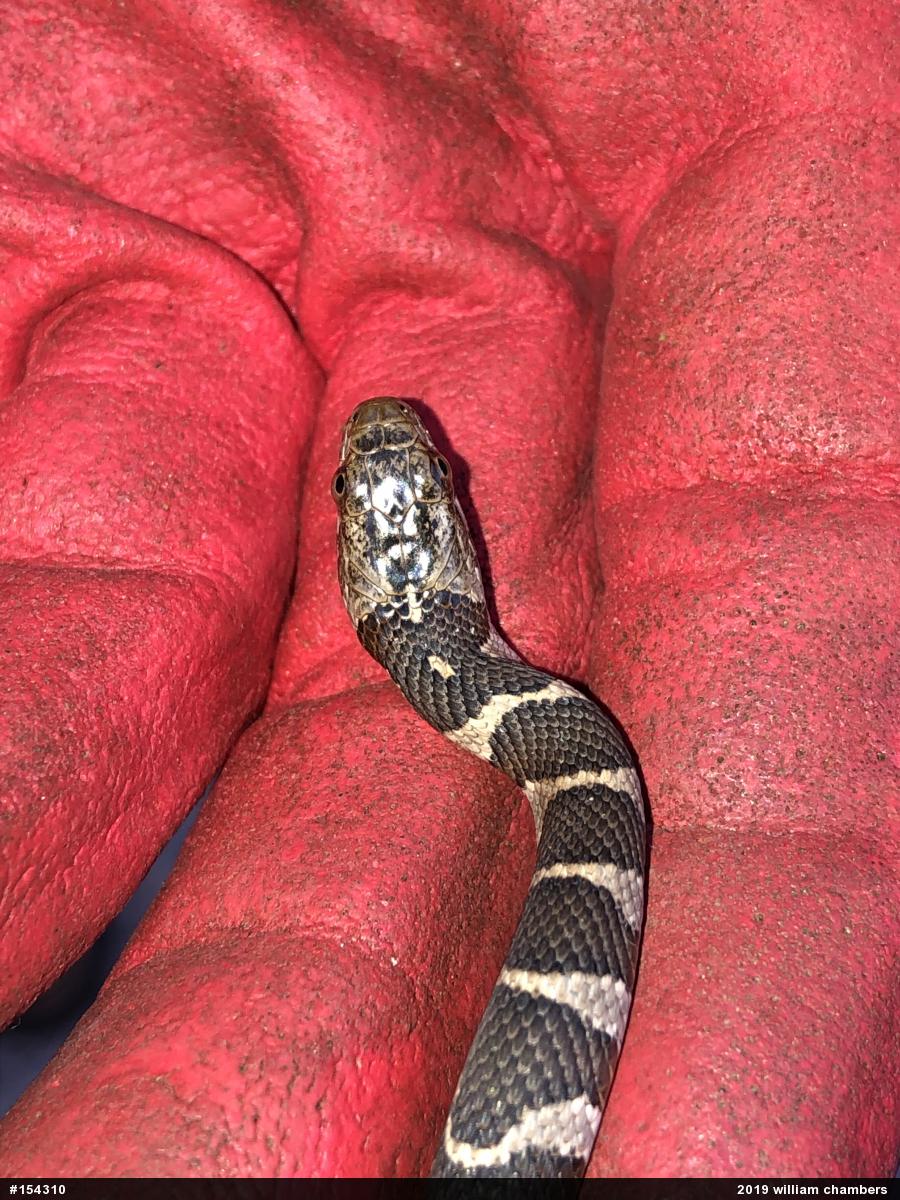Northern Watersnake