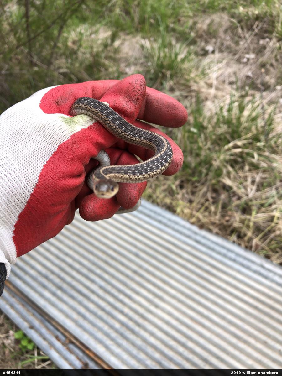 Eastern Gartersnake