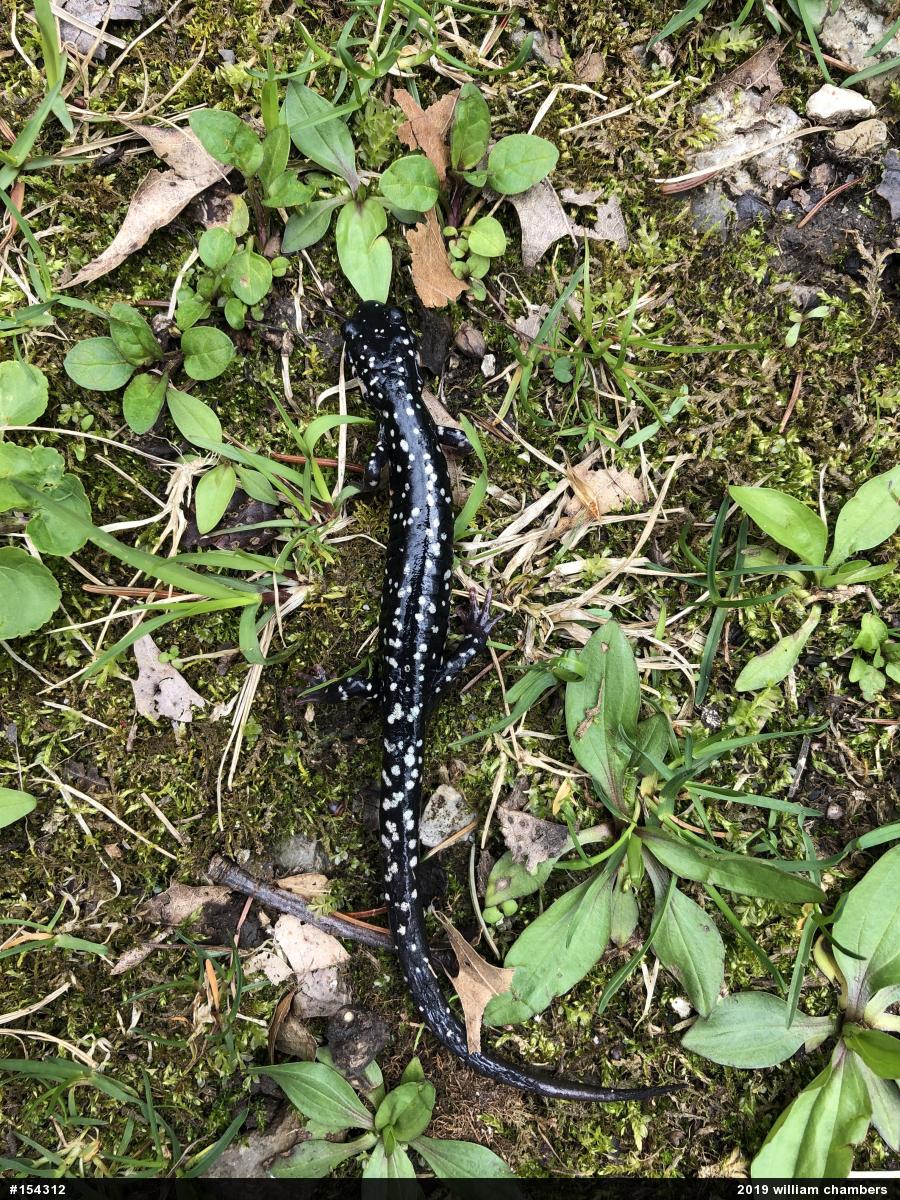 Northern Slimy Salamander