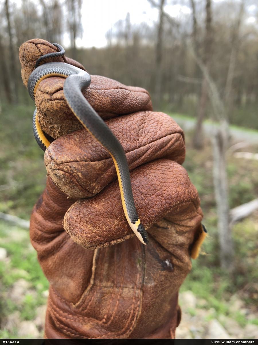 Northern Ring-necked Snake