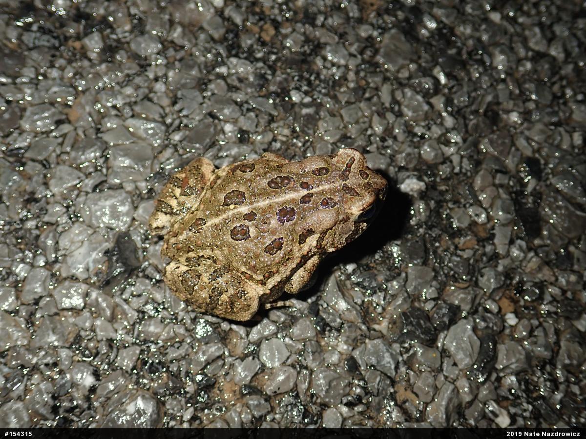 Fowler's Toad