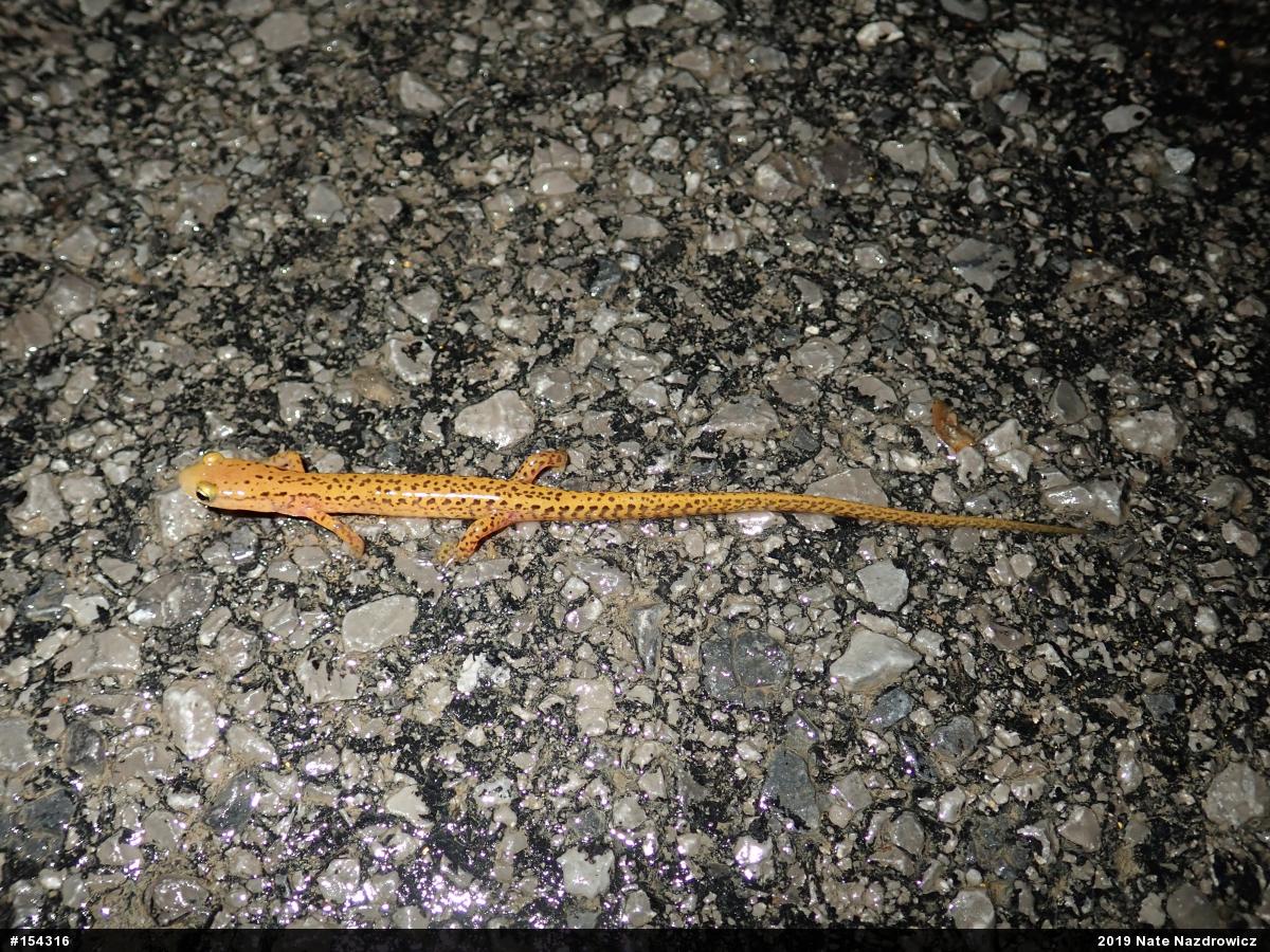 Eastern Long-tailed Salamander