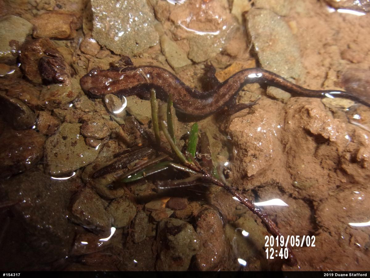 Allegheny Mountain Dusky Salamander