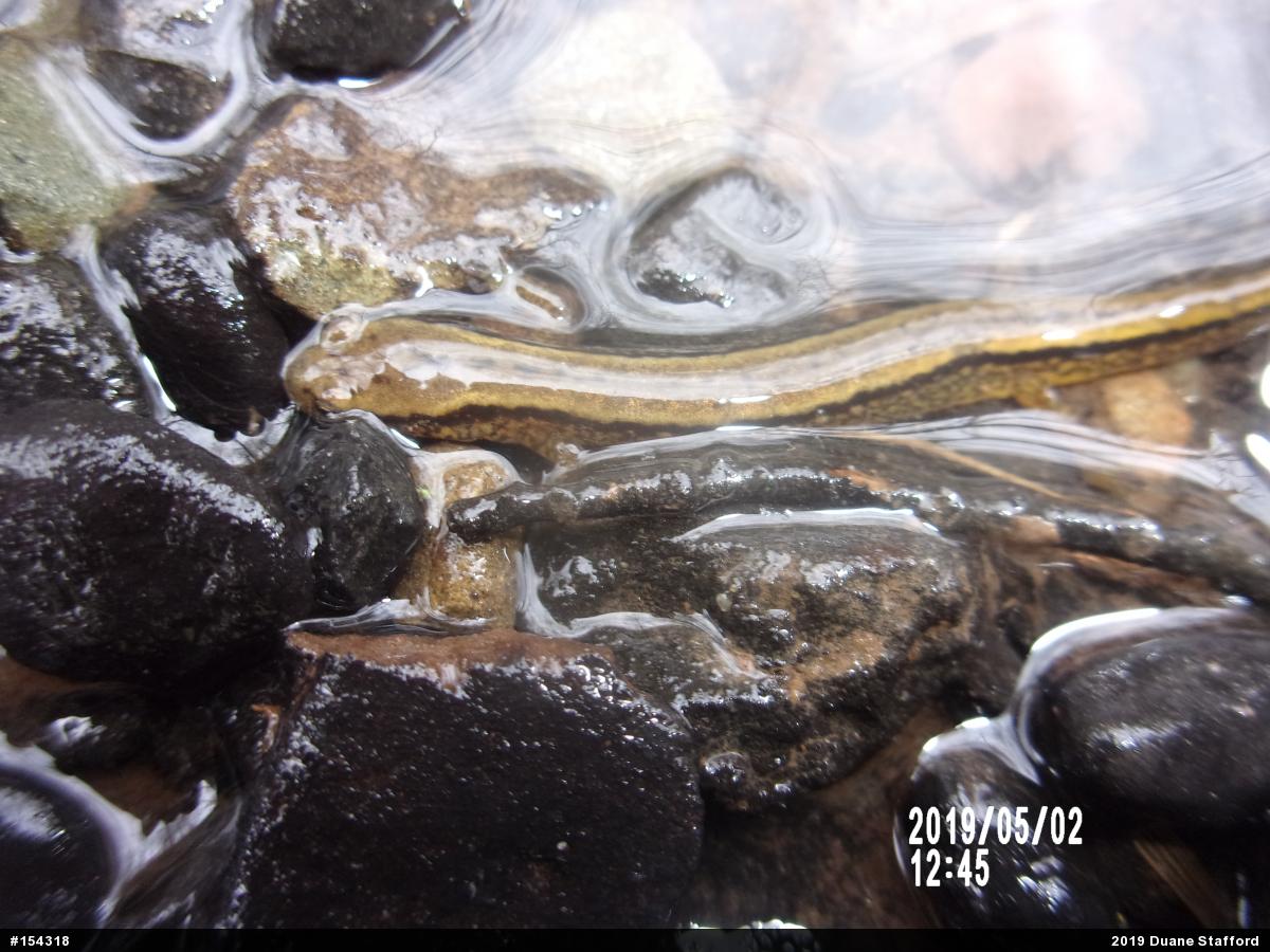Northern Two-lined Salamander