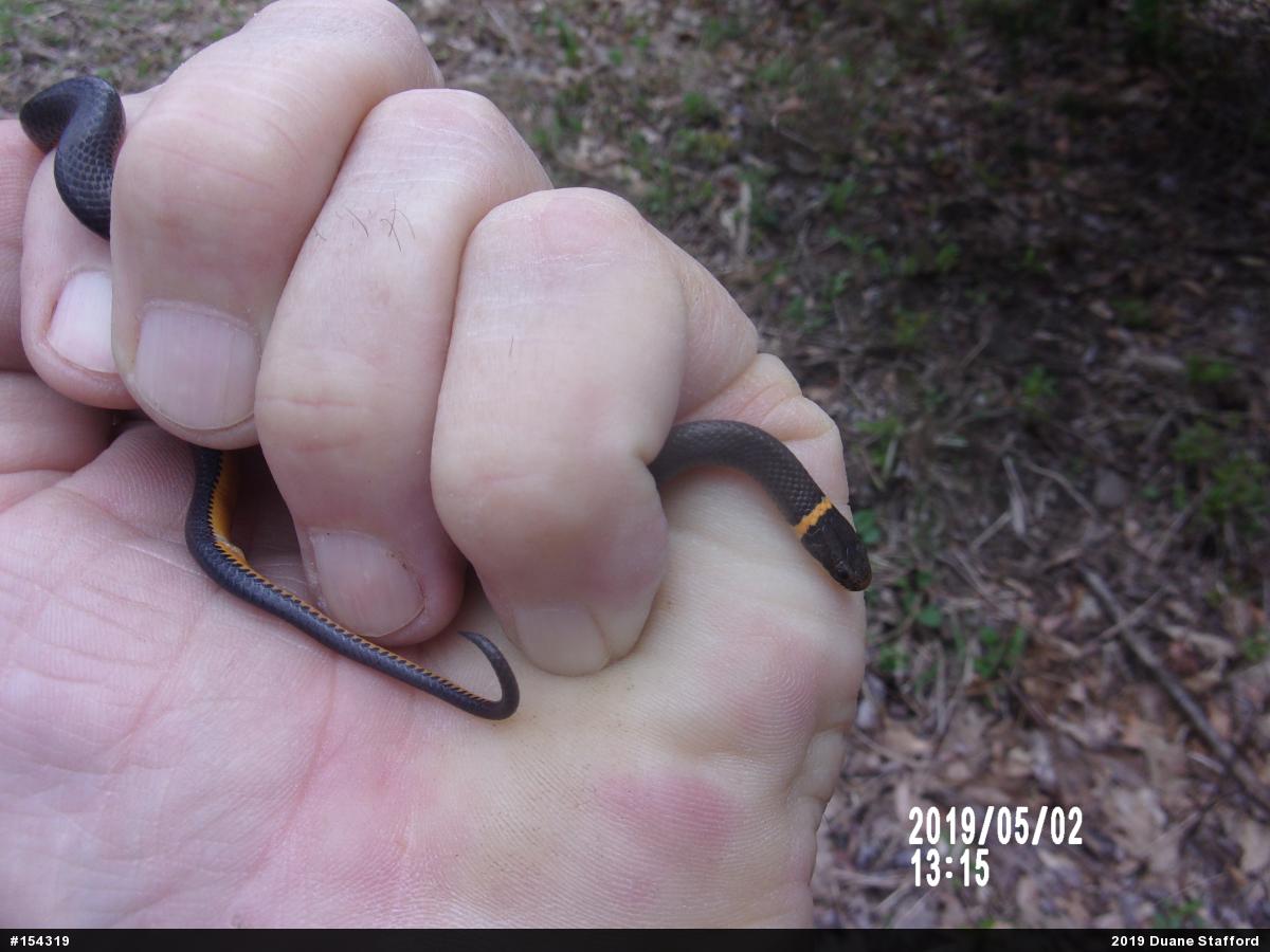 Northern Ring-necked Snake