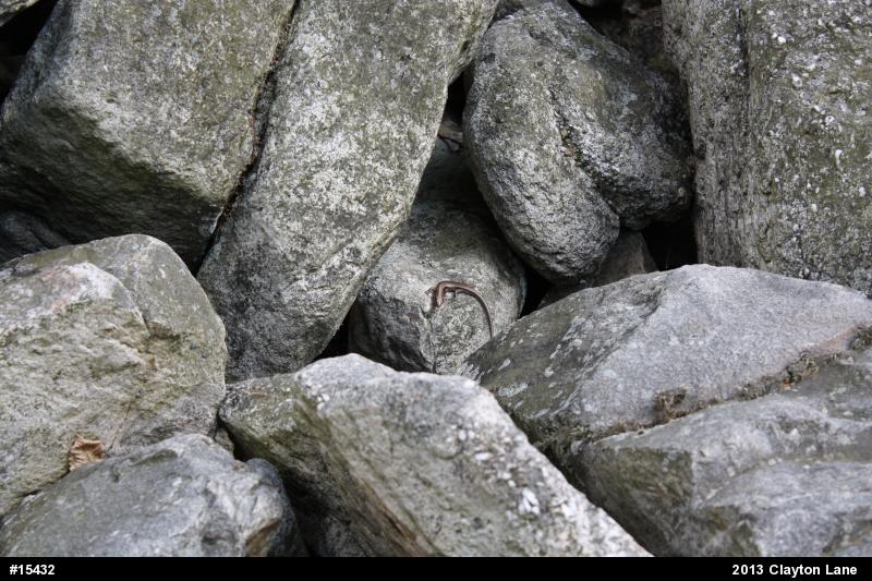 Skinks