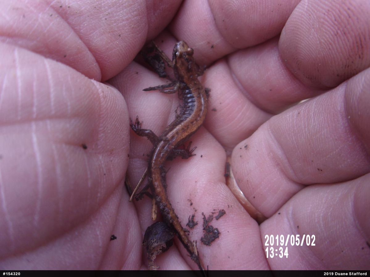 Allegheny Mountain Dusky Salamander
