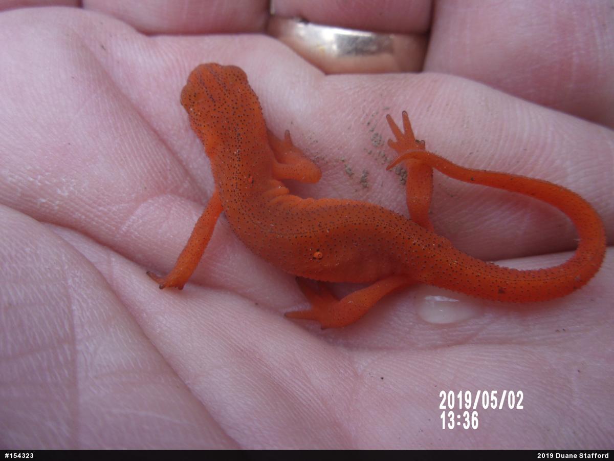 Red-spotted Newt