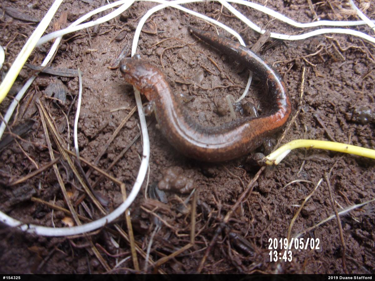 Eastern Red-backed  Salamander