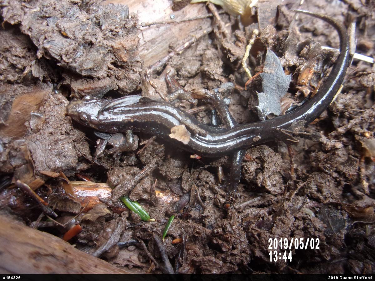 Allegheny Mountain Dusky Salamander