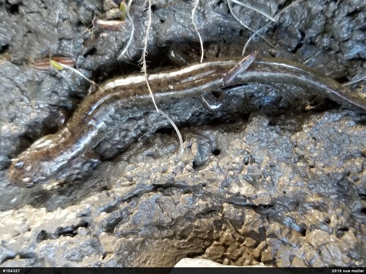 Dusky Salamanders