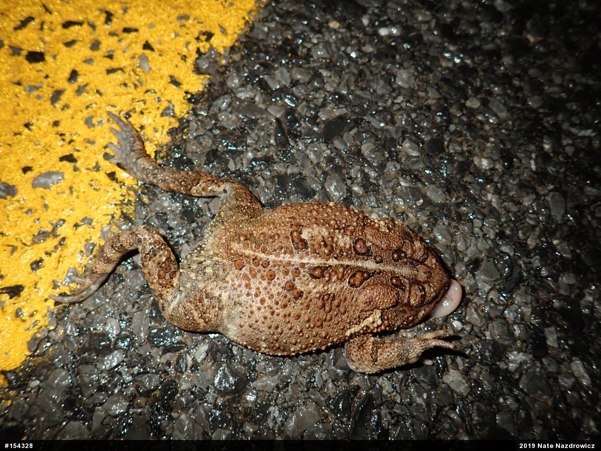 Eastern American Toad