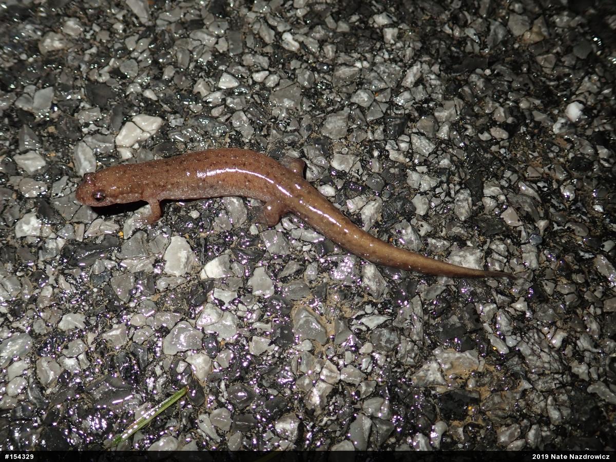 Northern Dusky Salamander