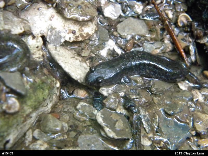 Northern Dusky Salamander