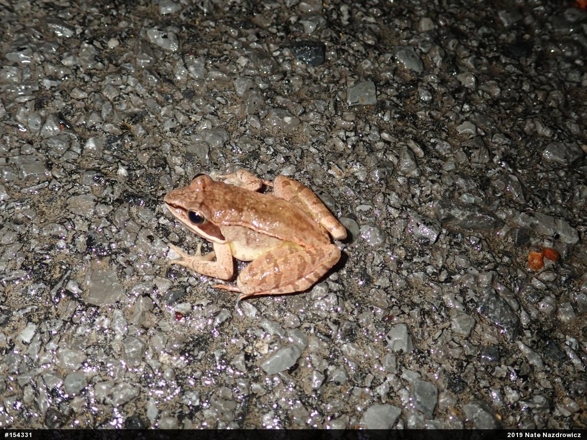 Wood Frog