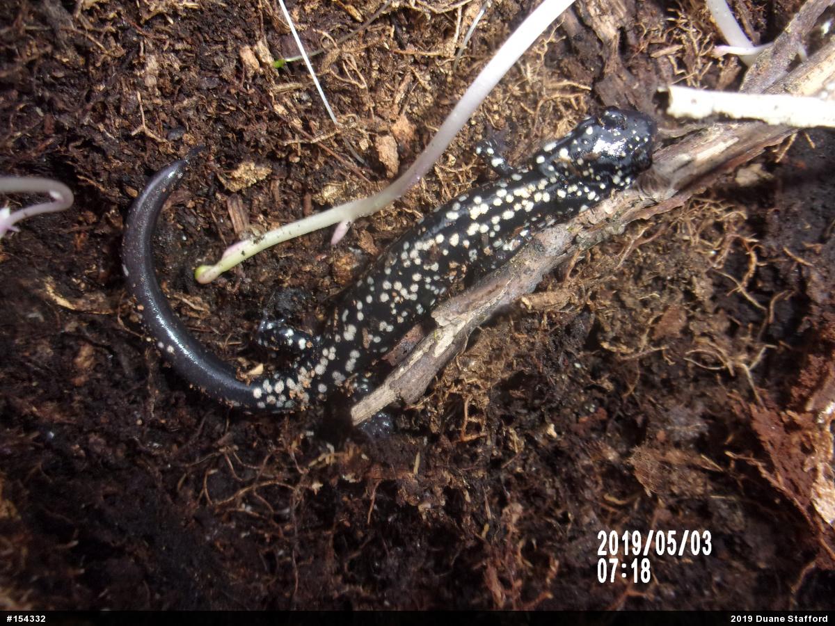 Northern Slimy Salamander