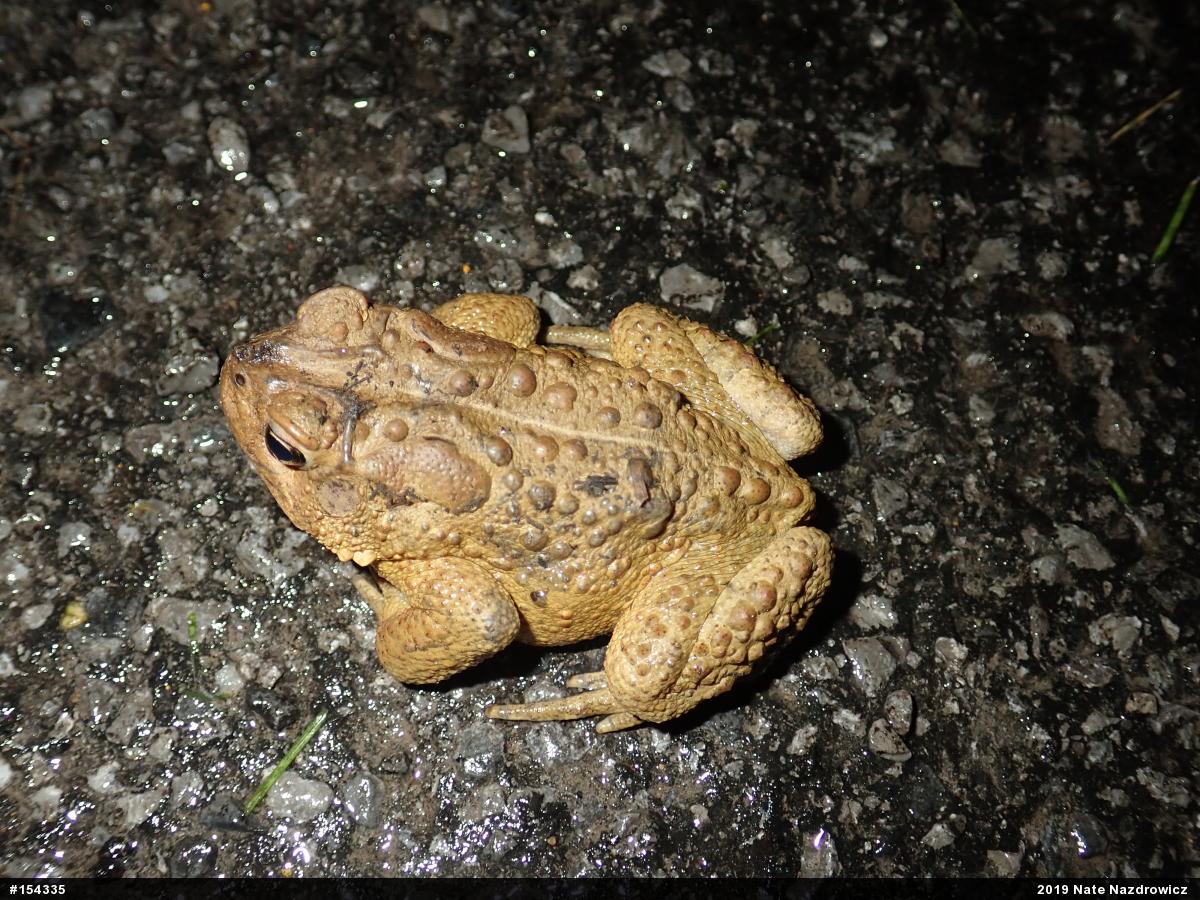 Eastern American Toad