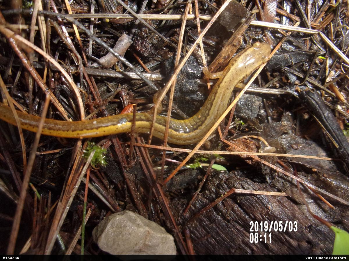 Northern Two-lined Salamander
