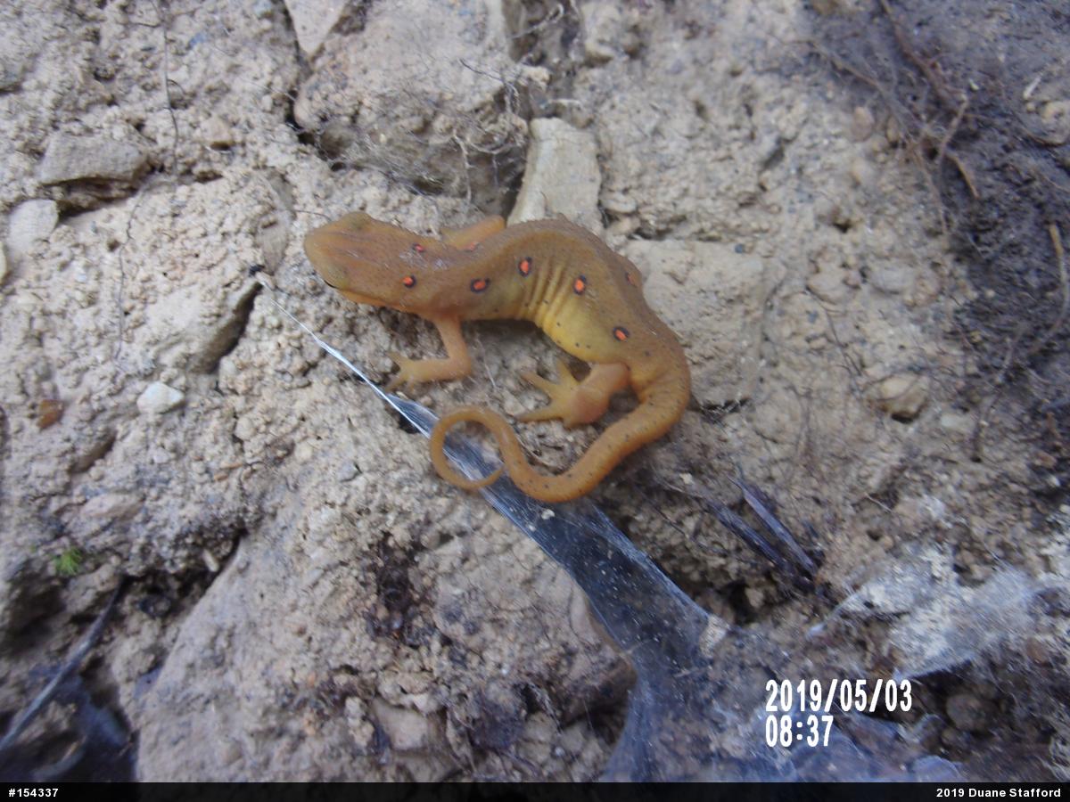 Red-spotted Newt