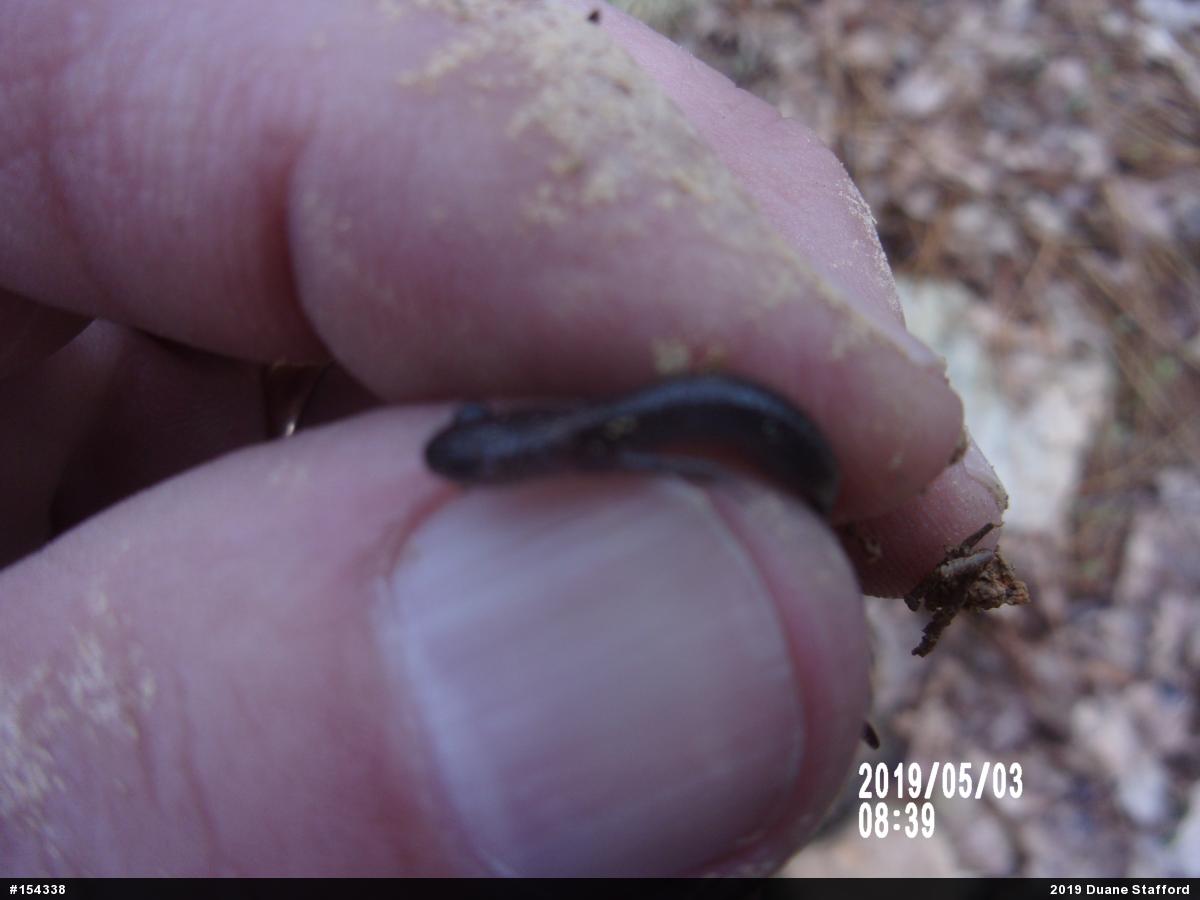 Woodland Salamanders