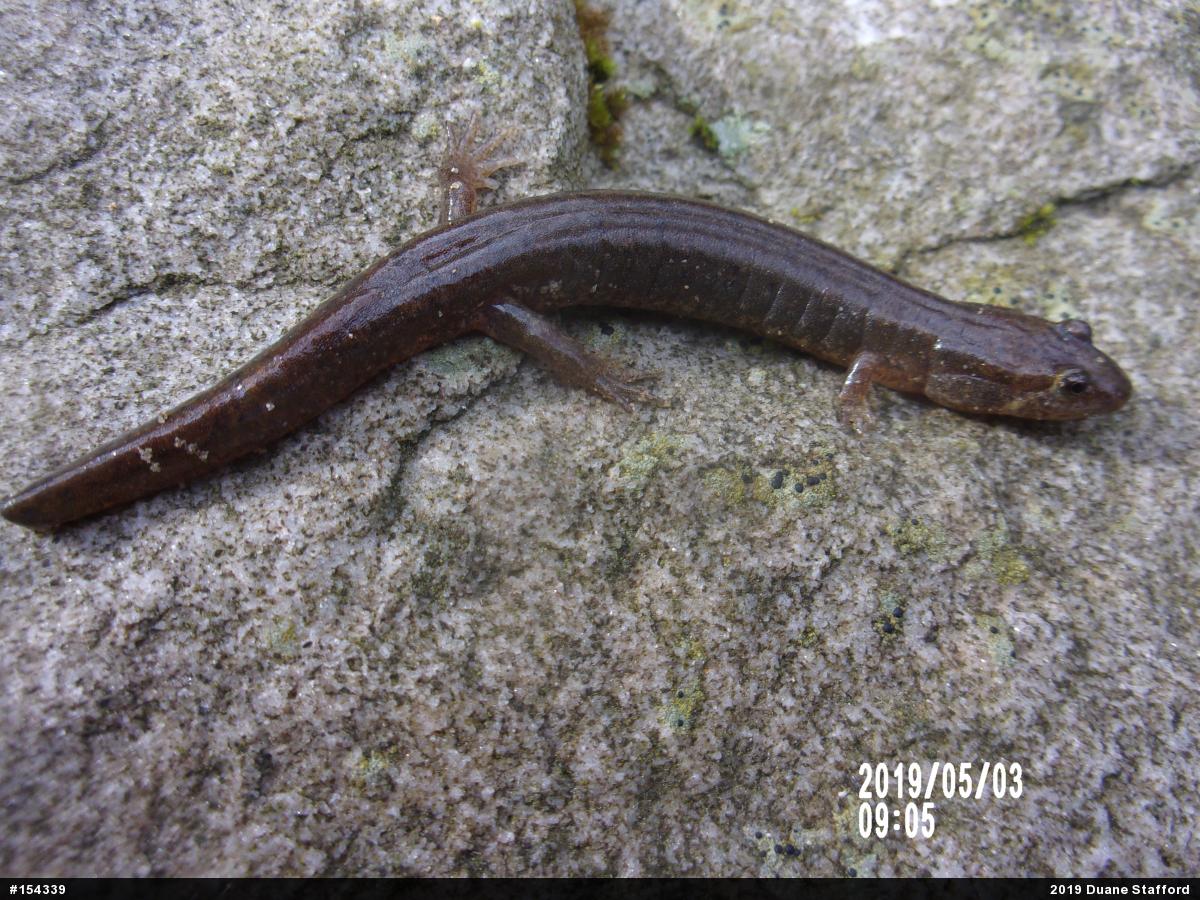 Northern Dusky Salamander