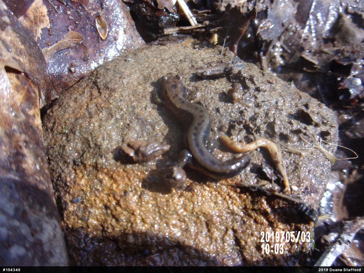 Allegheny Mountain Dusky Salamander