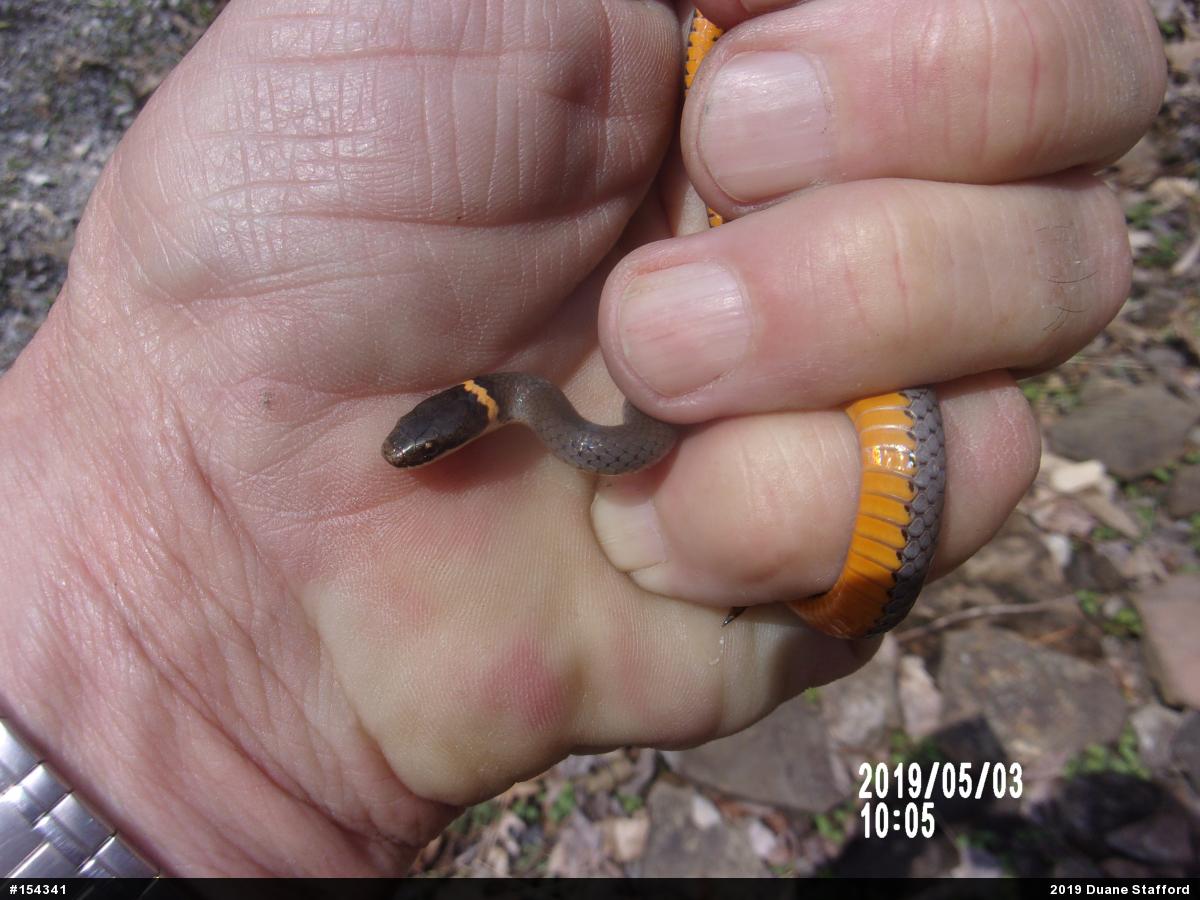 Northern Ring-necked Snake