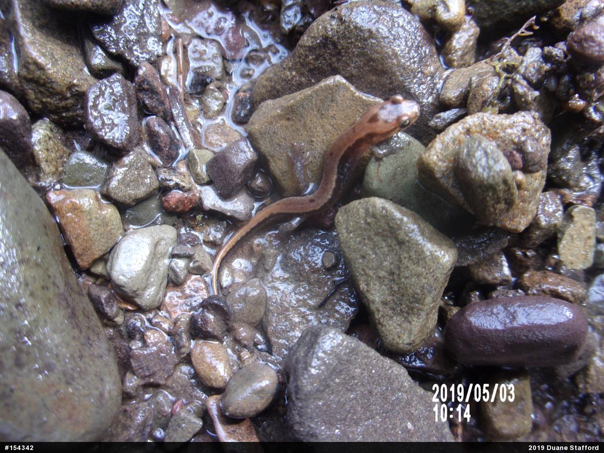 Allegheny Mountain Dusky Salamander