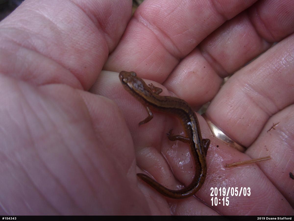 Northern Two-lined Salamander