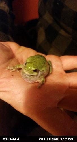 Unknown Gray Treefrog
