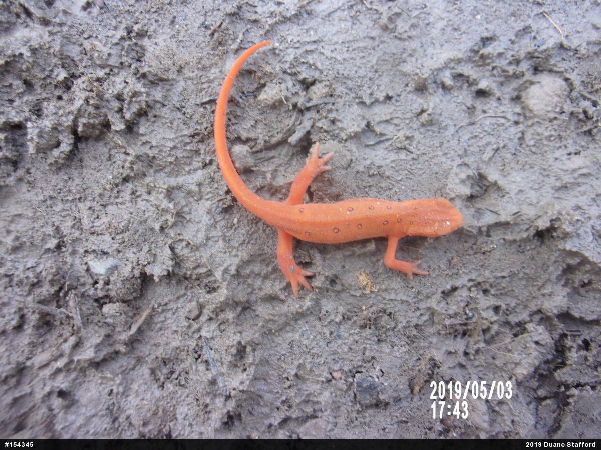 Red-spotted Newt