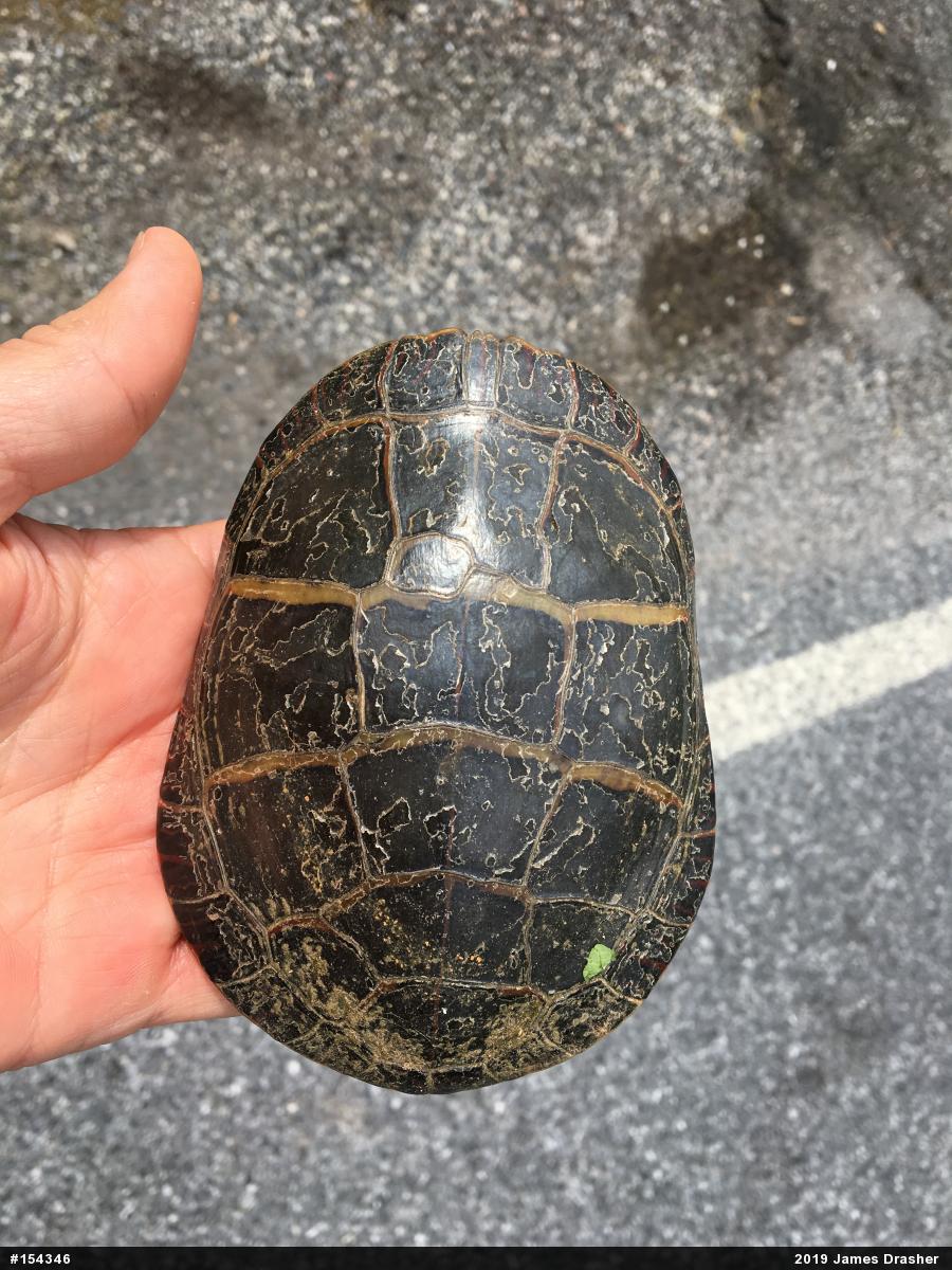 Eastern Painted Turtle