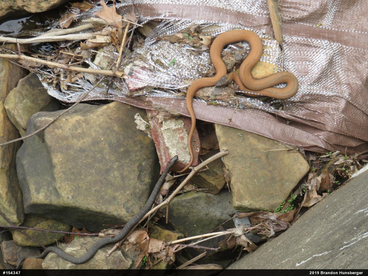 Northern Watersnake